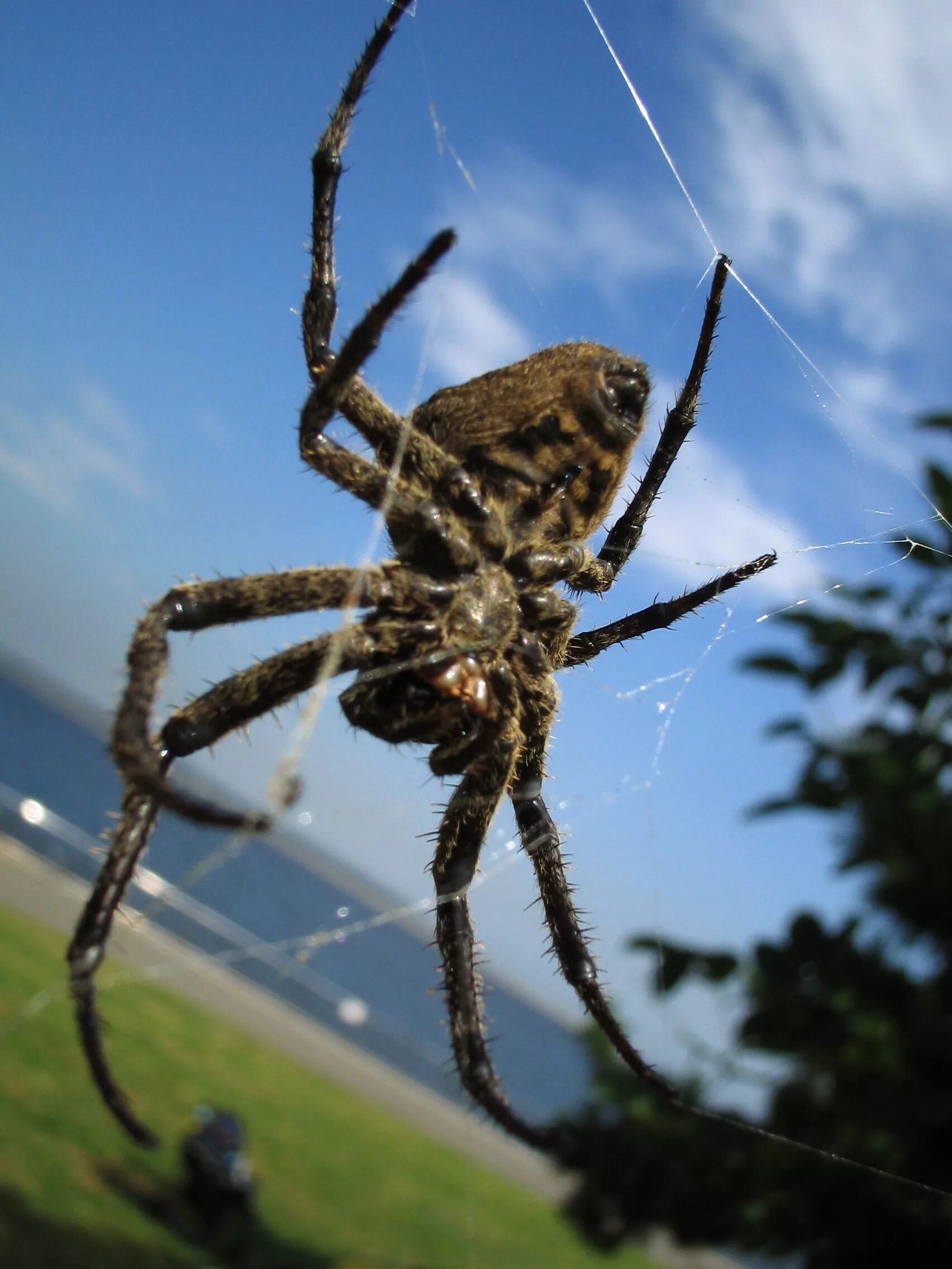 Покажи фото огромного паука Yun Free Stock Photos : No. 11402 A spider Japan / Tokyo