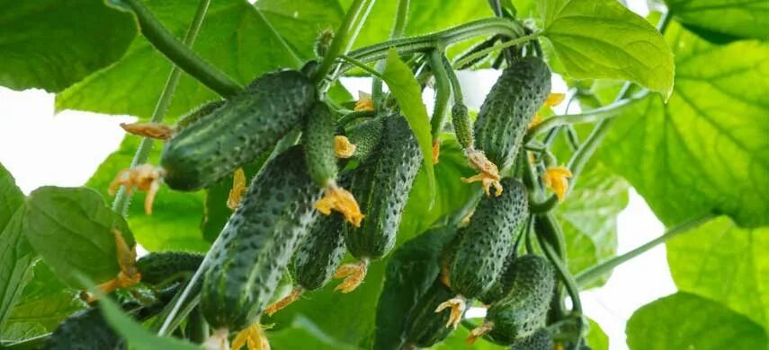 Покажи фото огурцов Суперпучковые огурцы - обзор сортов и советы по выращиванию Полезные статьи на б