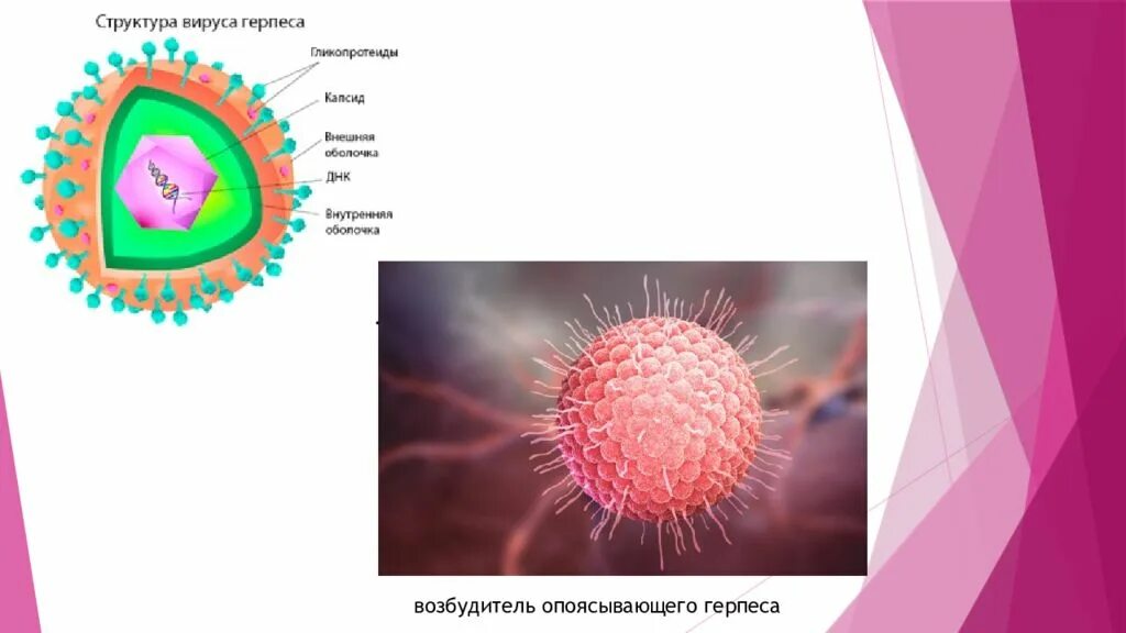 Покажи фото опоясывающего герпеса Картинки ВИРУС ГЕРПЕСА ДНК