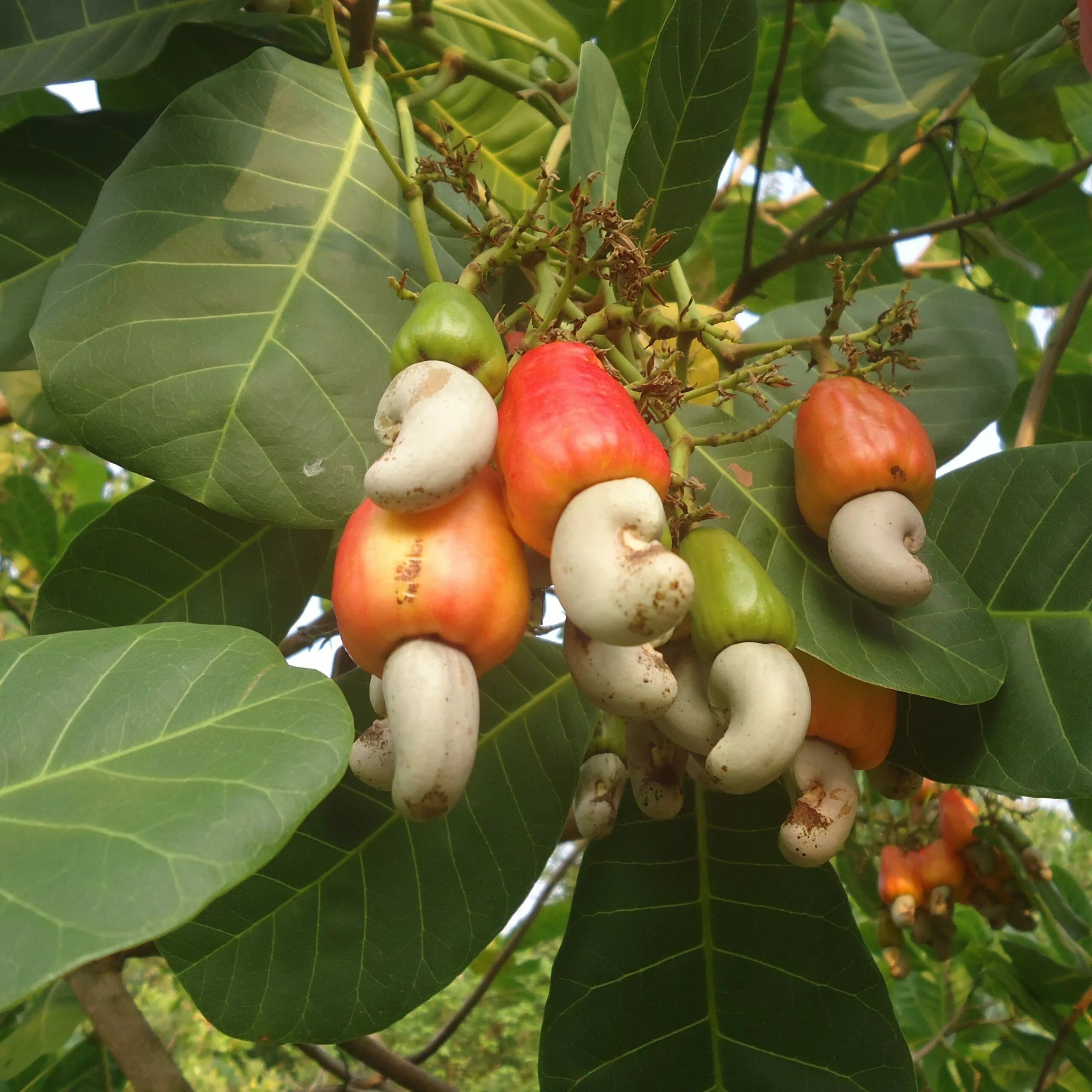 Покажи фото ореха кешью Conducive Cashew Policies