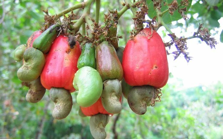 Покажи фото ореха кешью Définition Noix de cajou - Anacarde Futura Santé Cashew tree, Cashew apple, Cash