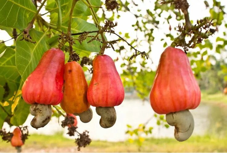 Покажи фото ореха кешью Где и как растет кешью: советы для посадки дома Cashew, Fruit, Medicinal herbs