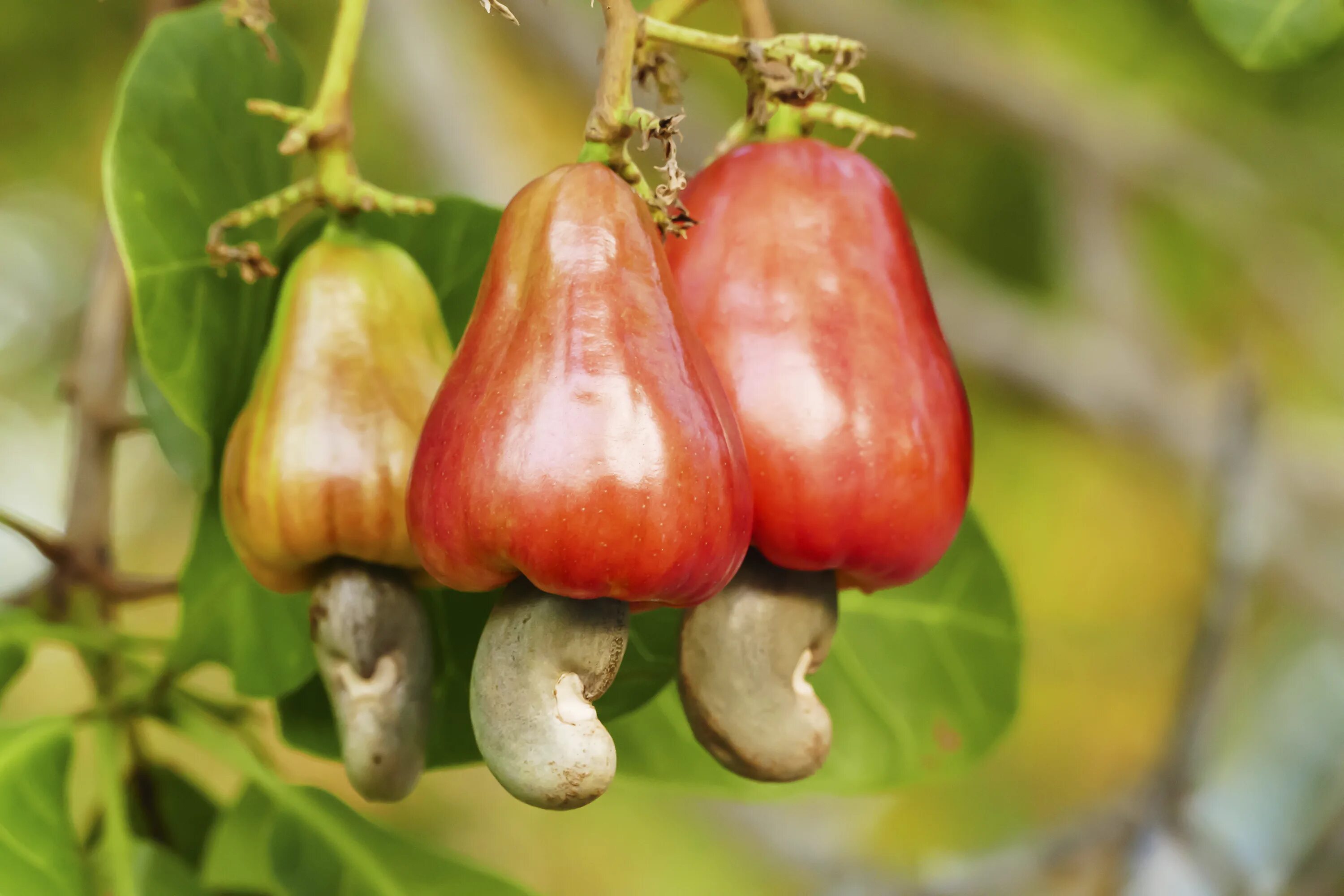 Покажи фото ореха кешью People losing it after discovering how cashews actually grow: 'This is not real'