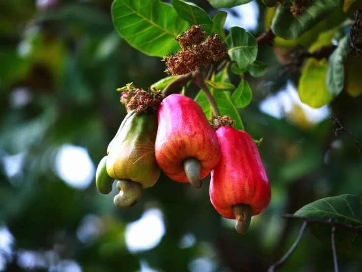 Покажи фото ореха кешью Pin on Flowers / Gardens / Forests True food, Fruit, Cashew