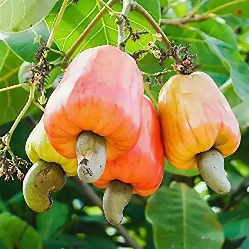 Покажи фото ореха кешью At Кешью Dw торговля, купить Кешью Dw напрямую с завода производящего At на Alib