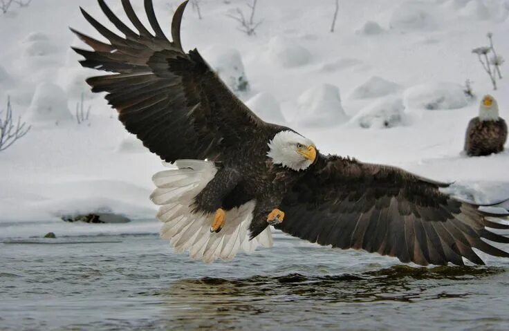 Покажи фото орла National Geographic España on Twitter Bald eagle, Haliaeetus leucocephalus, Eagl