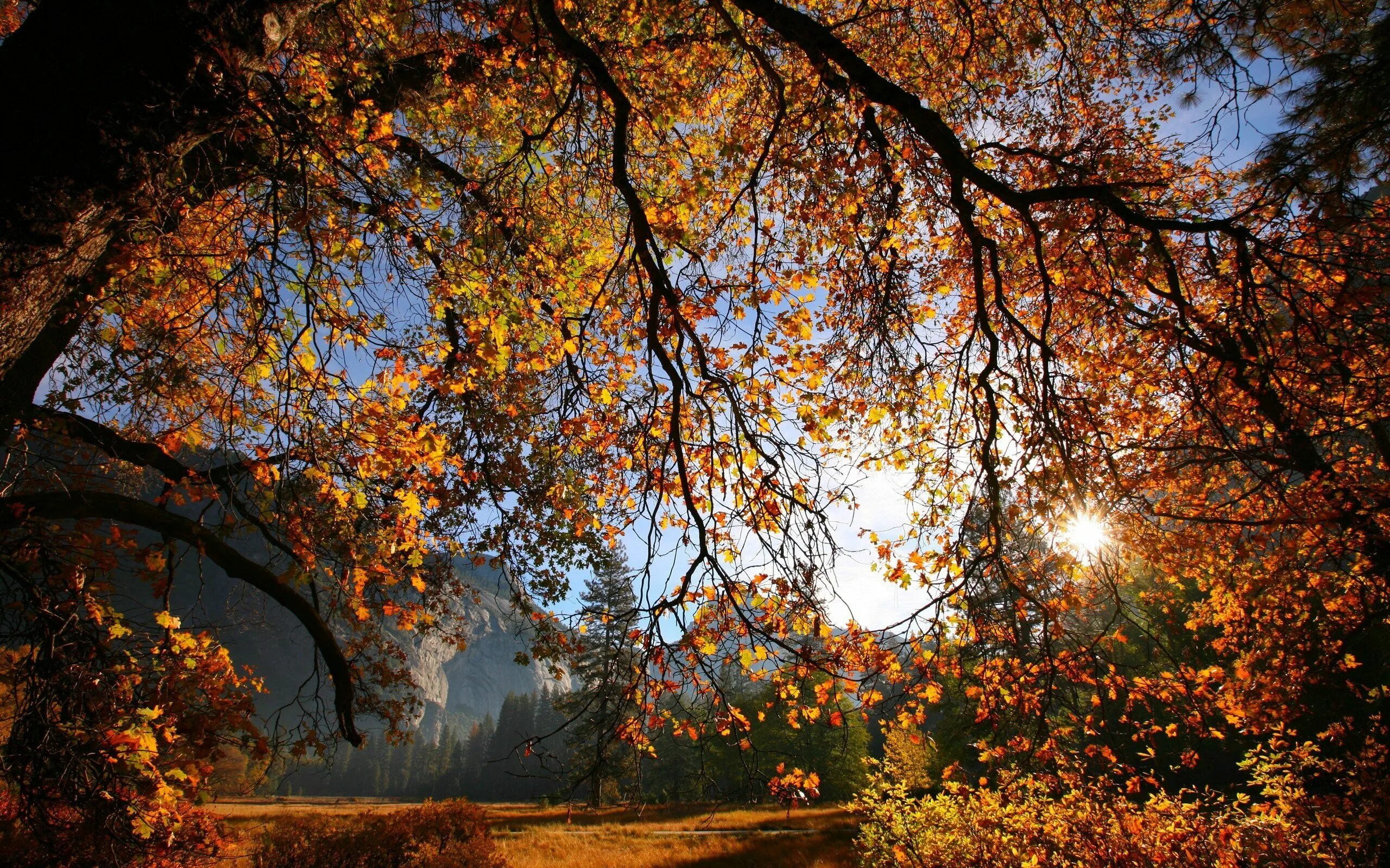 Покажи фото осени Download wallpaper 2560x1600 branch, tree, sun, autumn, leaves, yellow, gold, gl