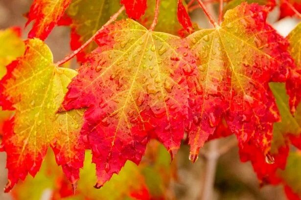 Покажи фото осенних листьев Colorful Autumn Leaves Autumn leaves, Autumn, Leaves