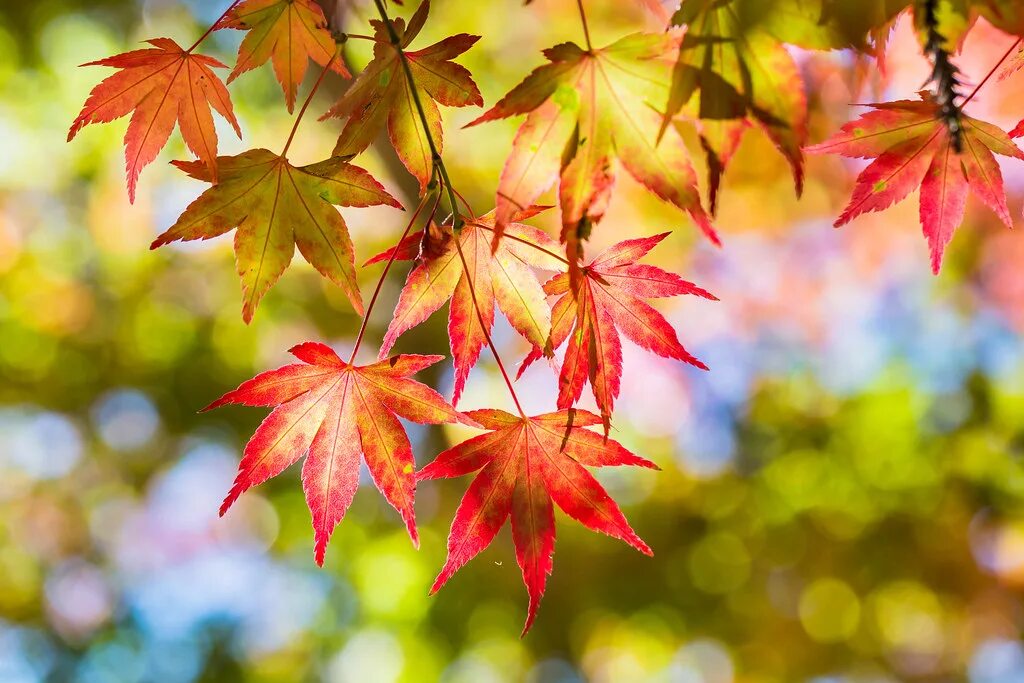 Покажи фото осенних листьев Red Maple Leaves 一 林 丹 葉 換 青 楓 The maples in Northern Taiwan may. Flickr