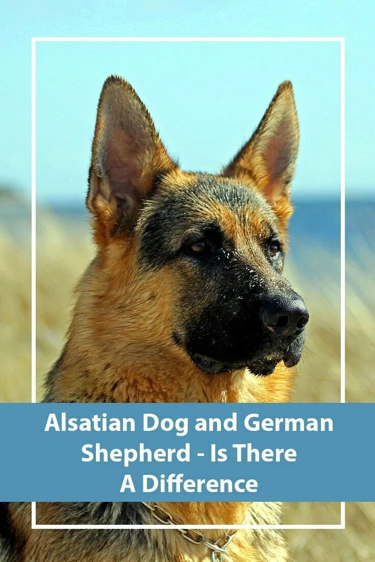 Покажи фото овчарки The Alsatian Dog - Is This A Real Breed? Alsatian dog, Dog care, Dog quotes