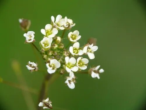 Покажи фото пастушьей сумки Brassicaceae of Solano County, CA, US - iNaturalist Australia