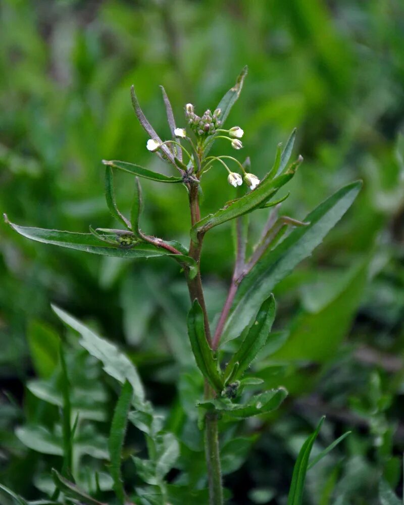 Покажи фото пастушьей сумки Capsella bursa-pastoris - Изображение особи - Плантариум