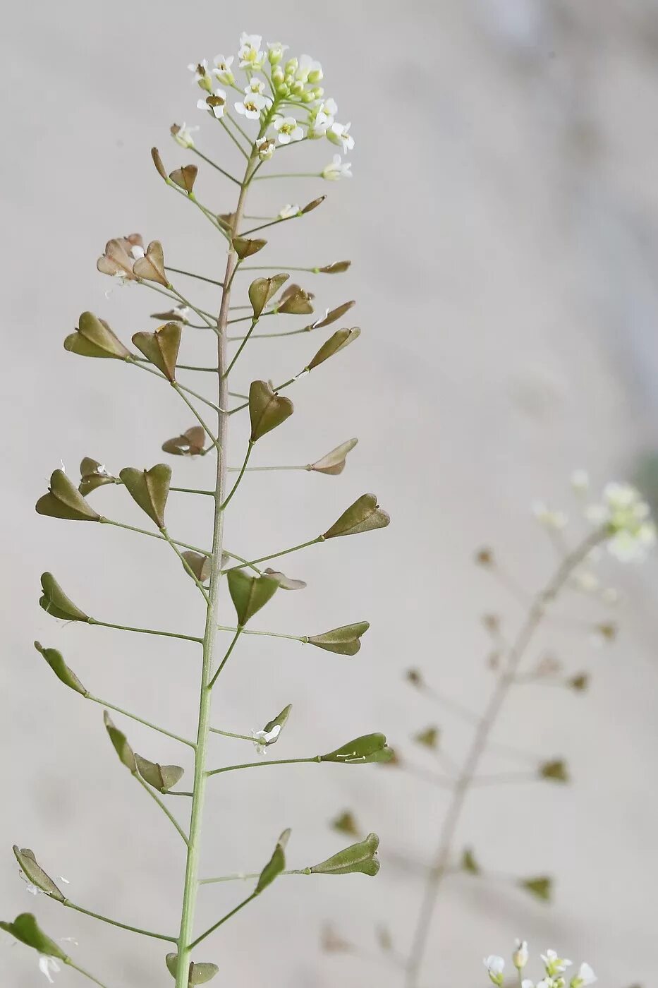 Покажи фото пастушьей сумки Capsella bursa-pastoris - Image of an specimen - Plantarium