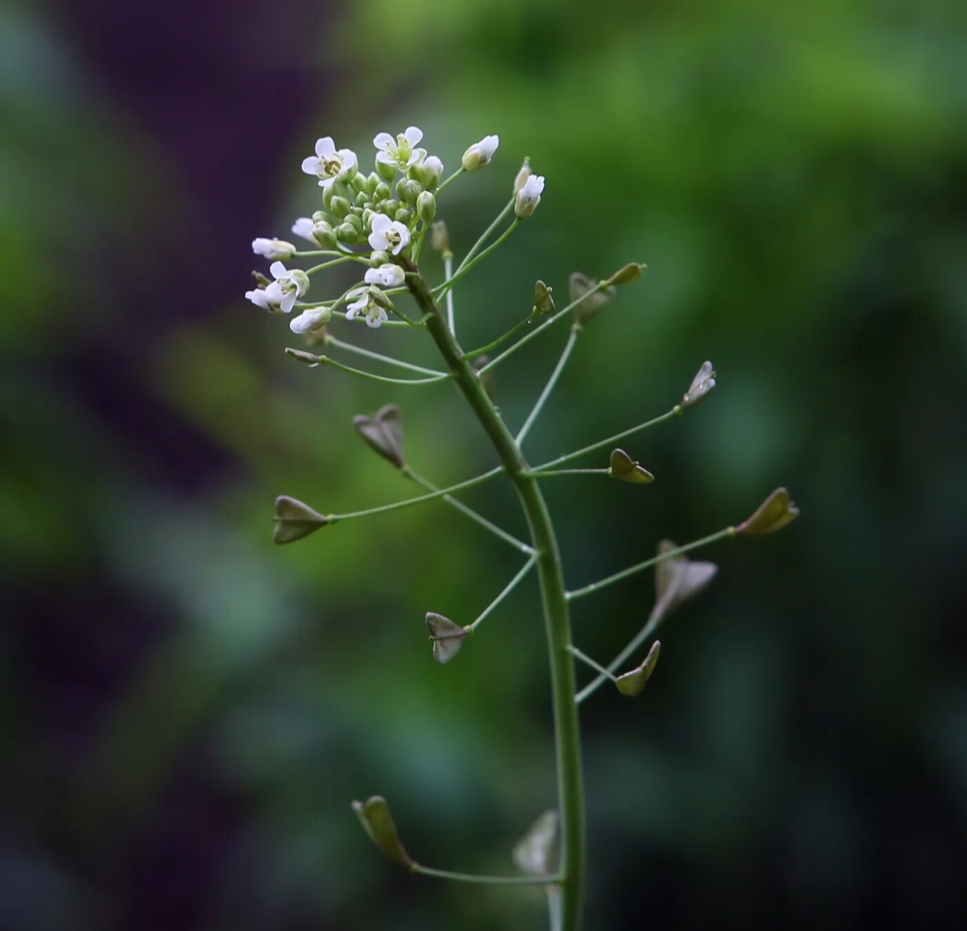 Покажи фото пастушьей сумки Capsella bursa-pastoris - Image of an specimen - Plantarium