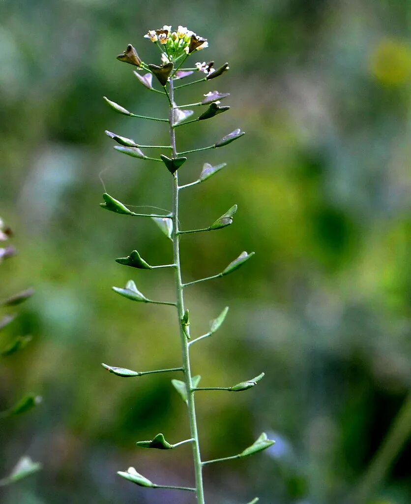 Покажи фото пастушьей сумки Capsella bursa-pastoris (L.) Medicus / Bolsa de pastor. Flickr