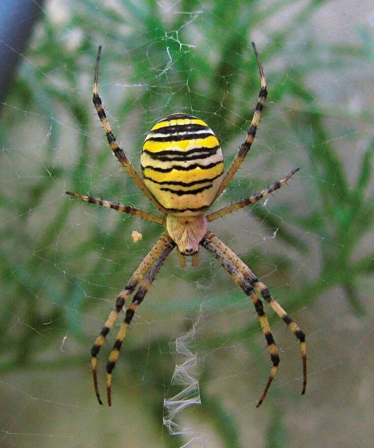 Покажи фото паук оса Похожее изображение Spider, Giant spider, Insects