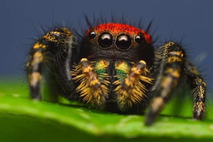 Покажи фото паука Pin by Ghost-from-the-moon on ШЕ_Самый храбрый рыцарь Jumping spider, Animal wal