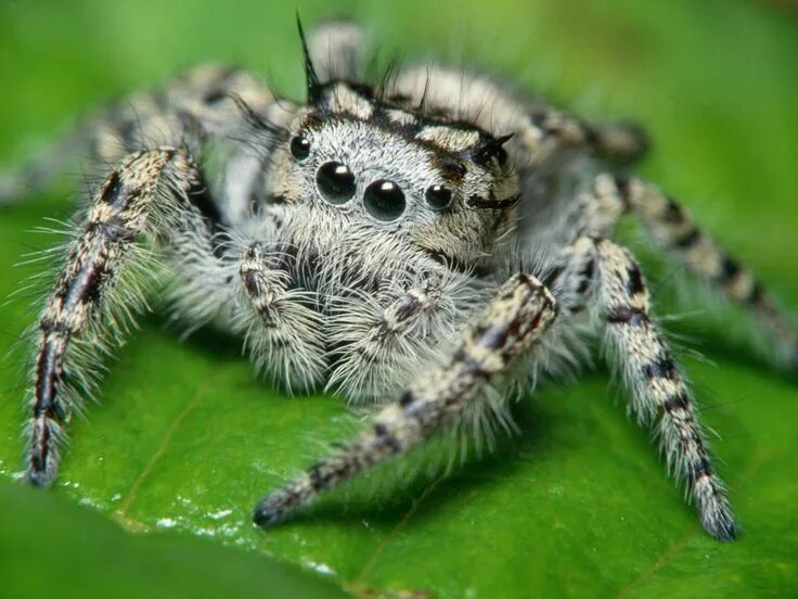 Покажи фото паука К чему снятся пауки? Сонник пауки: большие и маленькие Jumping spider, Spider, S