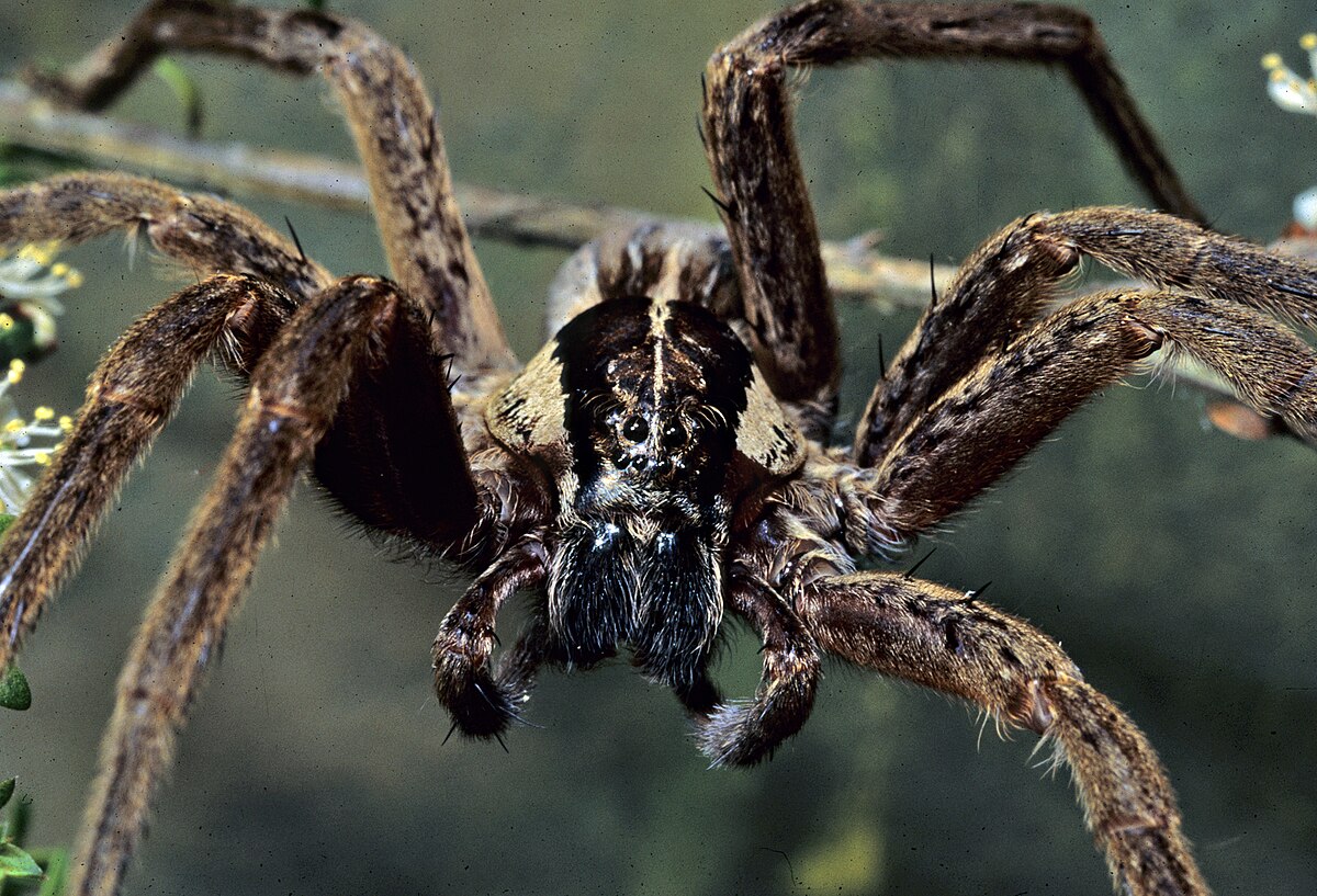 Покажи фото паука File:Dolomedes minor-Nursery Web Spider (NZAC06001285).jpg - Wikimedia Commons