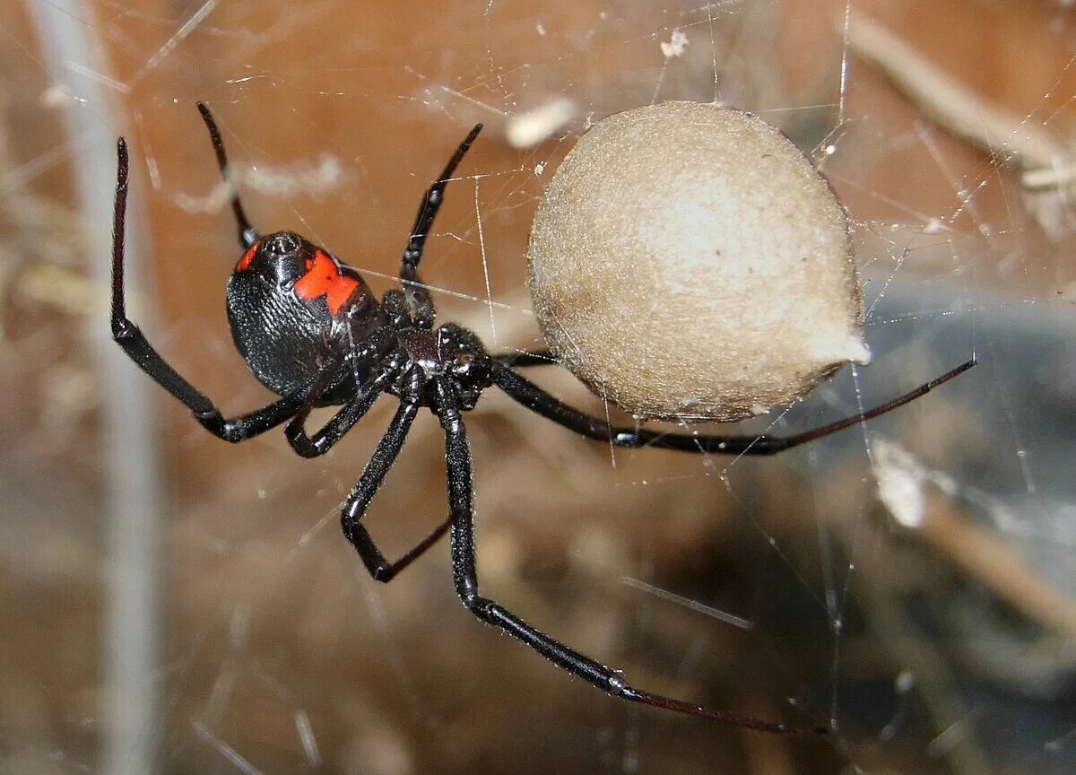 Покажи фото паука черная вдова Файл:Black Widow Spider 07-04-20.jpg - Вікіпедыя