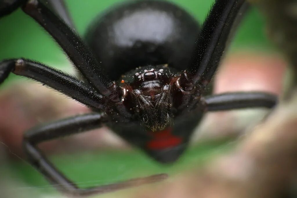 Покажи фото паука черная вдова Female Black Widow (Latrodectus hesperus) Found under a ro. Flickr