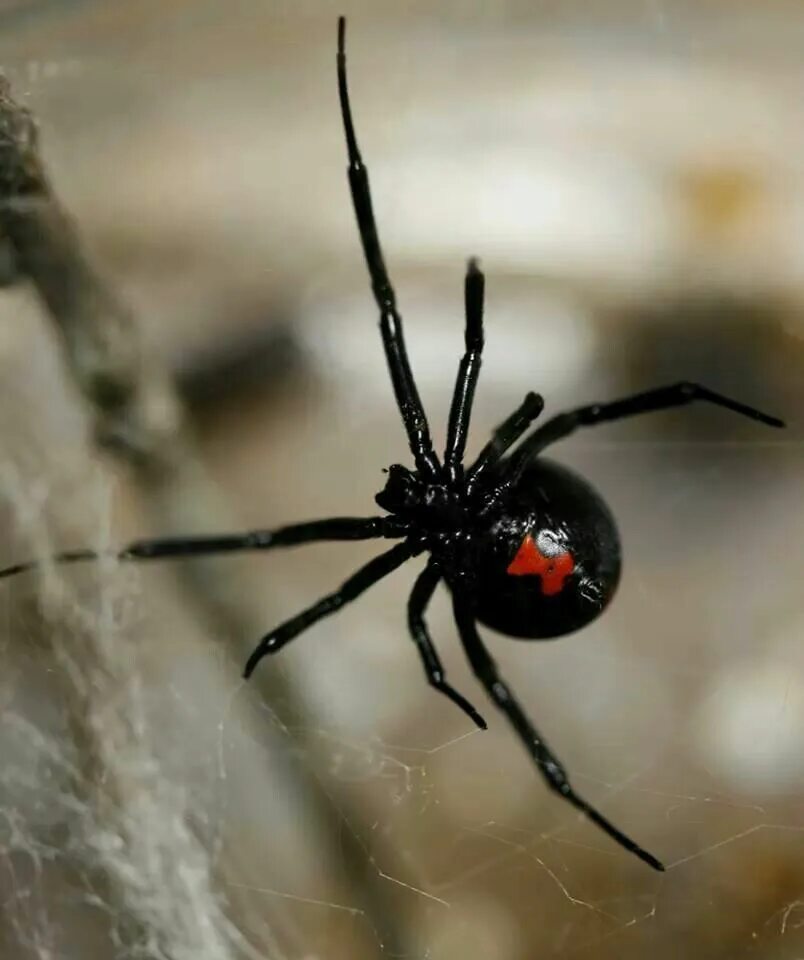 Покажи фото паука черная вдова Black Widow Spider, Venomous animals, Creepy crawlies