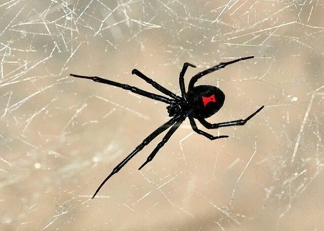 Покажи фото паука черная вдова It's Not a Cat, Wine Glass, Sunset or Flower. It's a Freaking Black Widow Spider