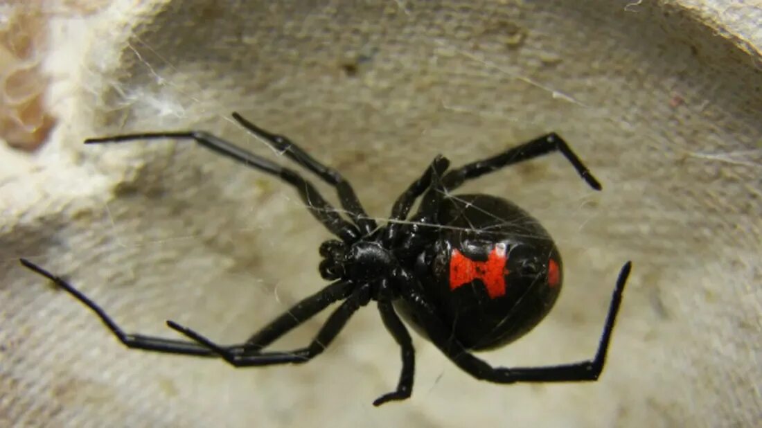 Покажи фото паука черная вдова Southern Black Widow NatureRules1 Wiki Fandom