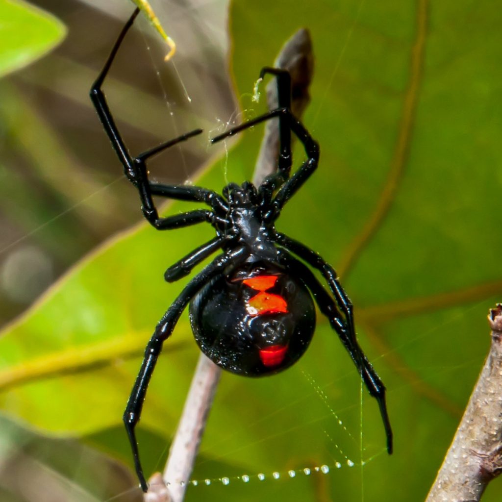 Покажи фото паука каракурта Venomous Spiders in New York: Black Widow and Black-Footed Yellow Sac Spider - N