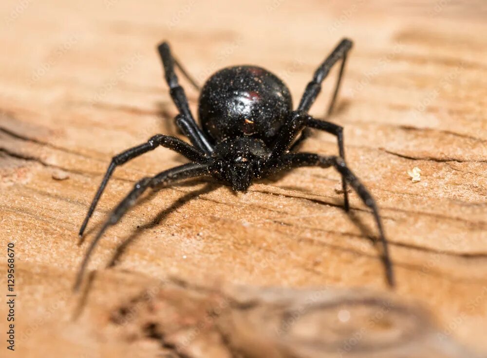 Покажи фото паука каракурта Black Widow spider outdoors on a piece of wood, front view Stock Photo Adobe Sto