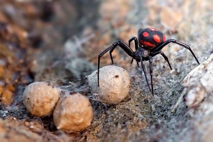 Покажи фото паука каракурта Паук каракурт (фото): ядовит и очень опасен - Kot-Pes Spider, Insects