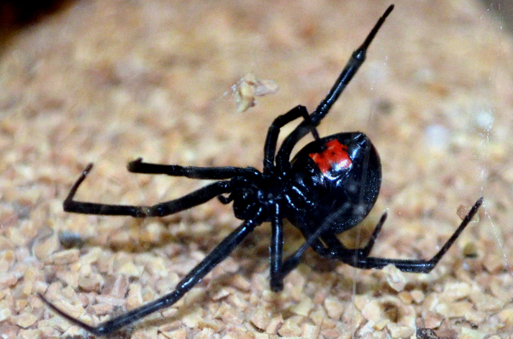 Покажи фото паука каракурта Spider, Spiders scary, Black widow spider