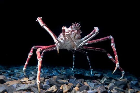 Покажи фото паука краба Spider Crab Зображення - огляд 27,749 Стокові фото, векторні зображення й відео 