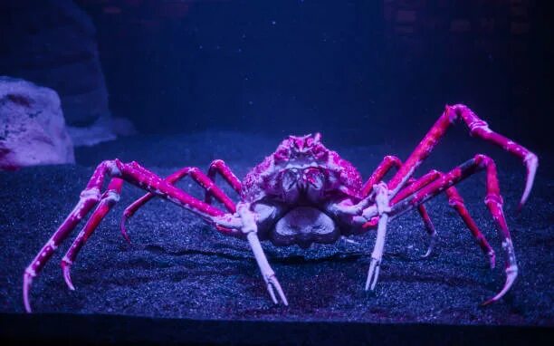 Покажи фото паука краба Royalty Free Giant Spider Crab Pictures, Images and Stock Photos - iStock