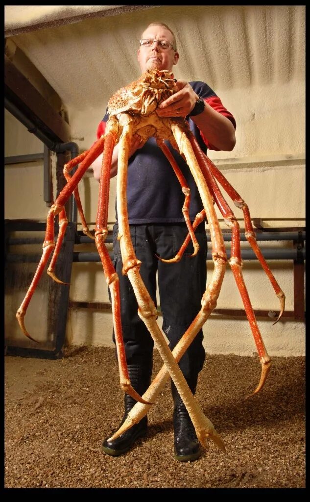 Покажи фото паука краба Japanese Spider Crab Beautiful sea creatures, Weird animals, Crab