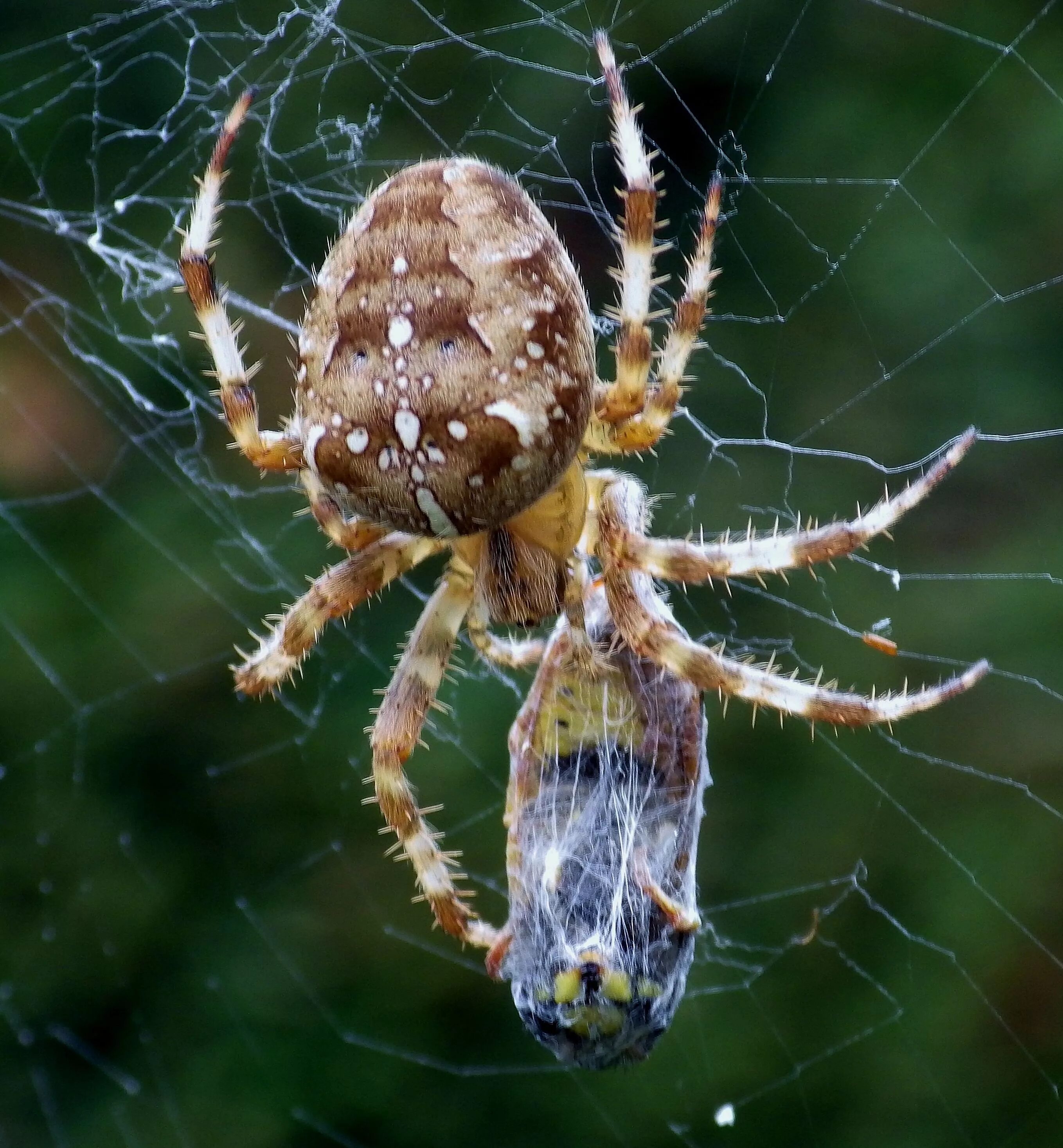 Покажи фото паука крестовика British garden spider with it's prey Garden spider, Spider, Arachnids