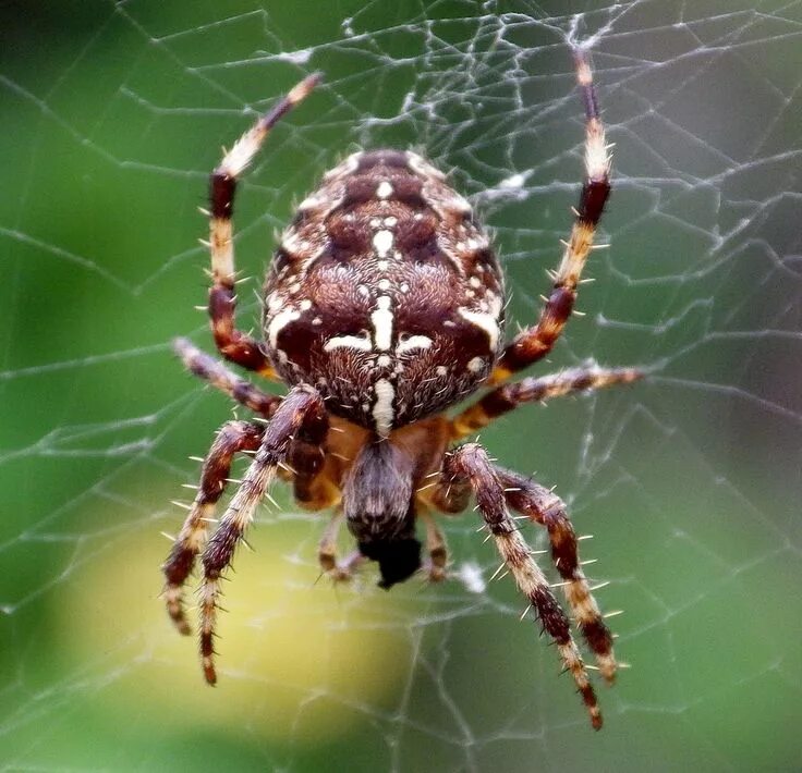 Покажи фото паука крестовика British garden spider waiting in it's web. Garden spider, British garden, Spider