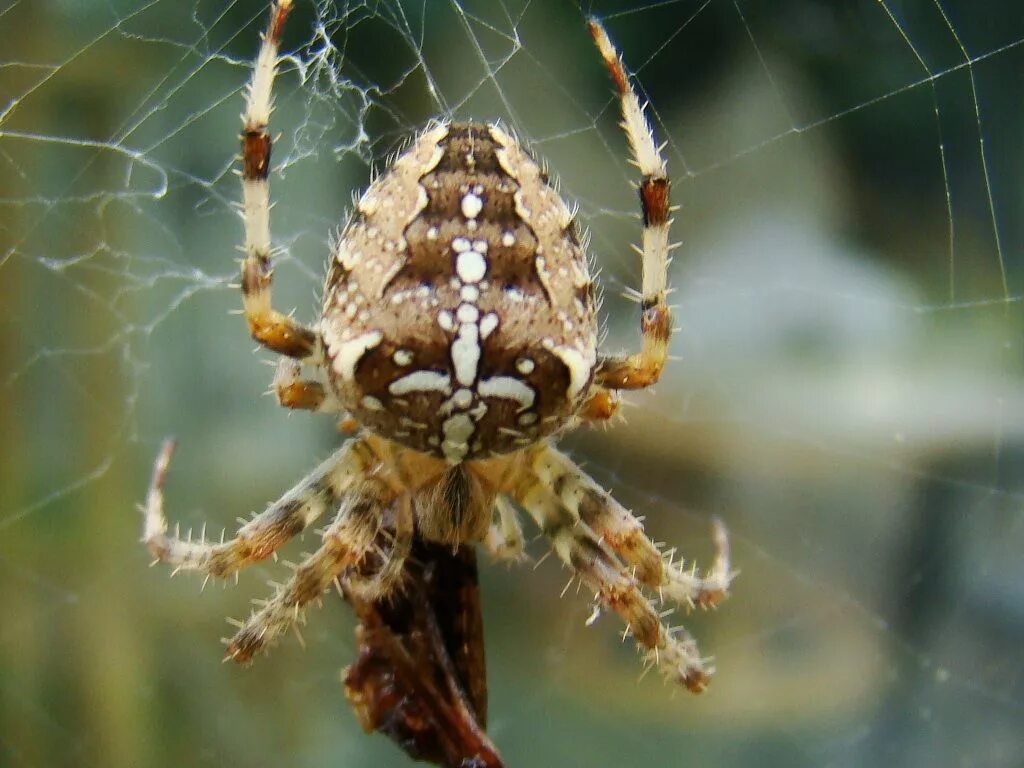 Покажи фото паука крестовика Common Garden Spider2 Spider, Creepy crawlies, Being ugly