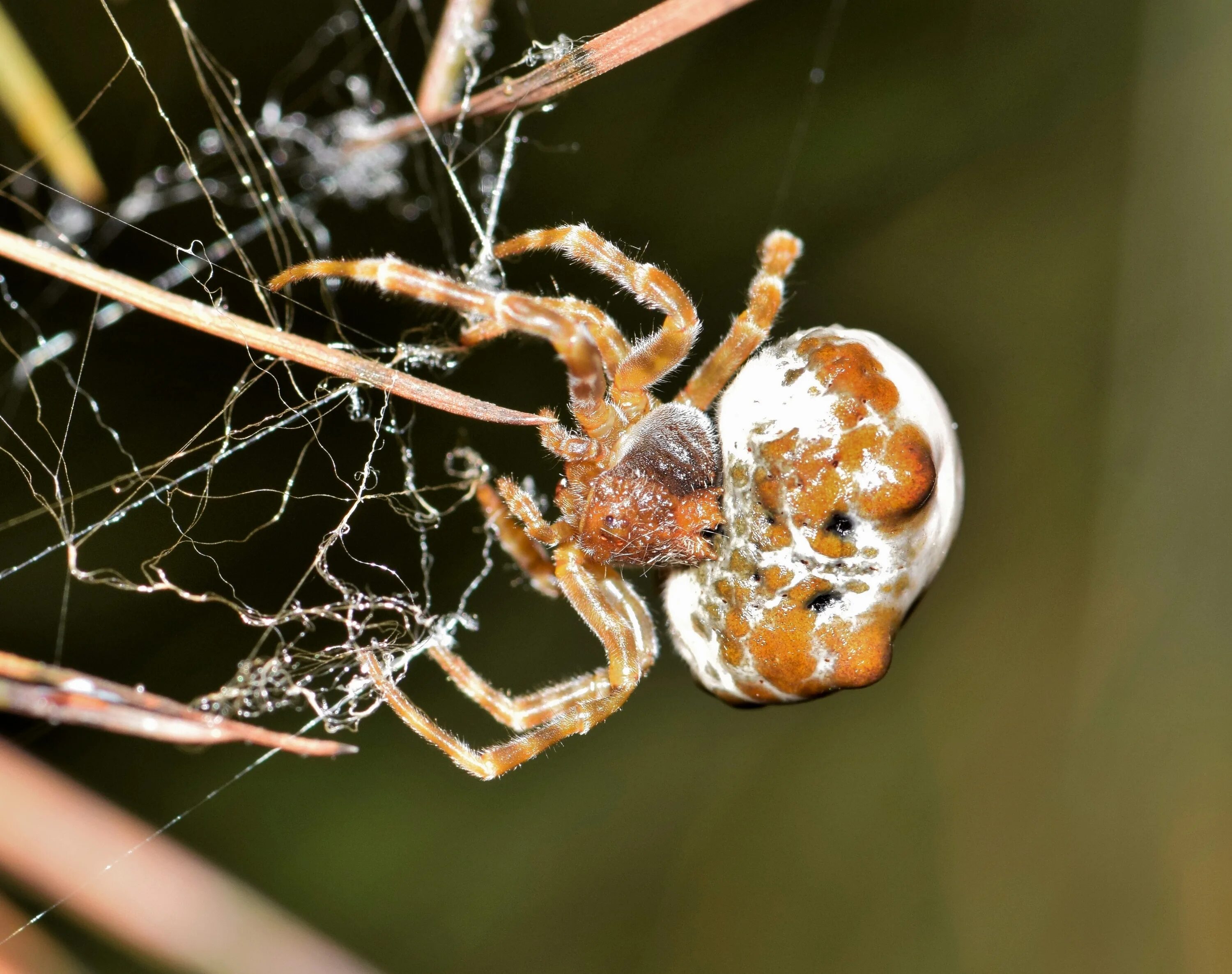 Покажи фото паука крестовика Free Images : animal, biology, predator, fauna, invertebrate, spider web, close 