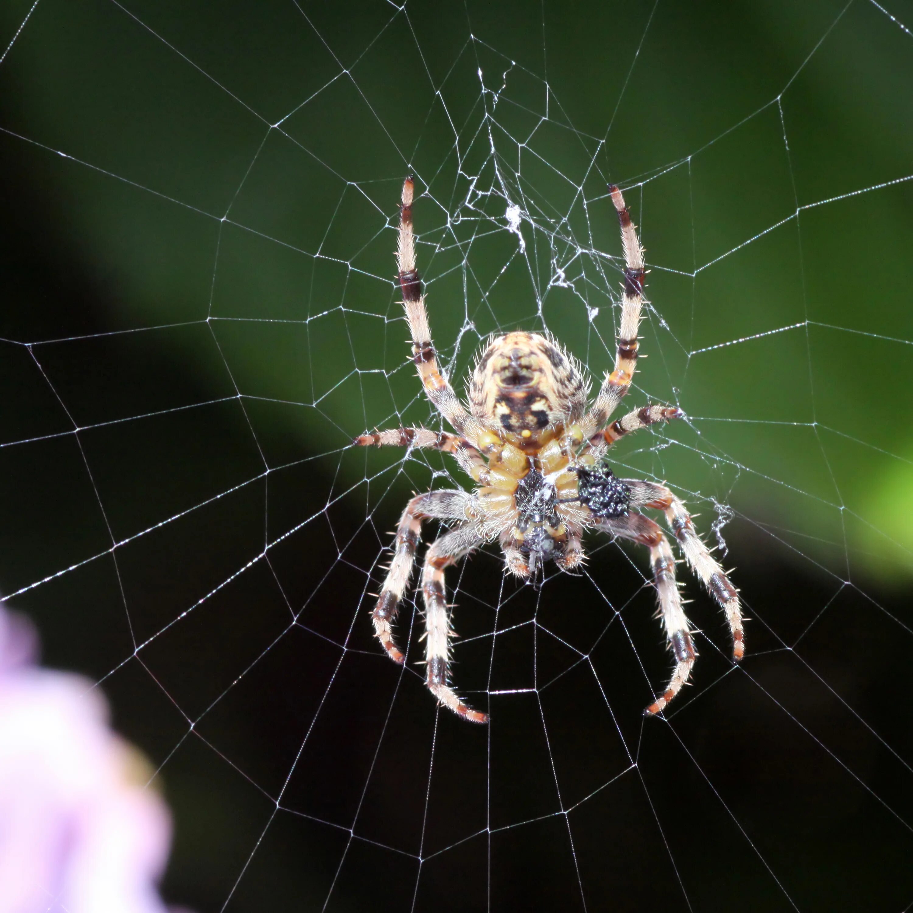 Покажи фото паука крестовика File:Garden-Spider-(1).JPG - Wikimedia Commons