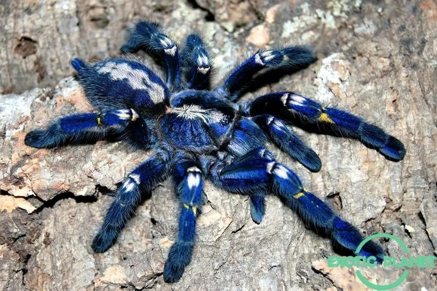 Покажи фото паука птицееда Exotic Planet " Grammostola rosea (Чилийский розовый птицеед)