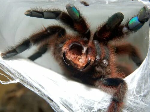 Покажи фото паука птицееда Avicularia versicolor + venom An Avicularia versicolor fem. Flickr