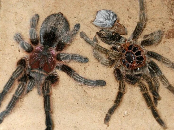 Покажи фото паука птицееда MOULTING TARANTULA Spider on left, old exoskeleton on the right. Photographer & 