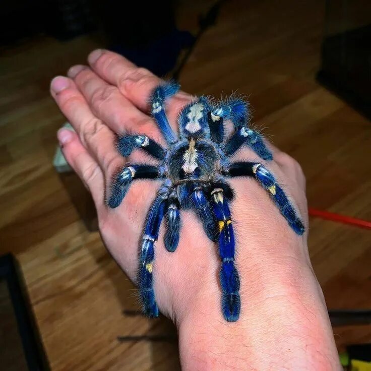 Покажи фото паука птицееда Peacock Tarantulas Are So Striking Blue That Even I Think They're (Sort Of) Pret