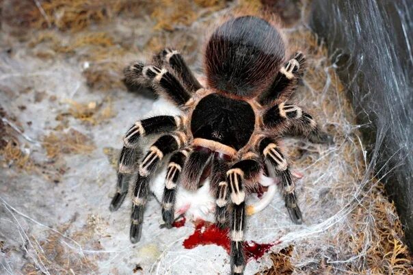 Покажи фото паука птицееда Brachypelma boehmei. Фотография из альбома Мои Мегаломорфы - 3 из 25 ВКонтакте