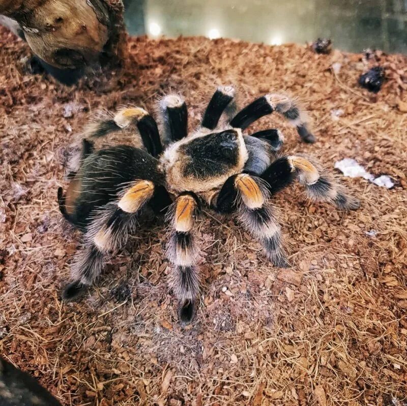 Покажи фото паука птицееда A Spider & A Scorpion Государственный Дарвиновский музей