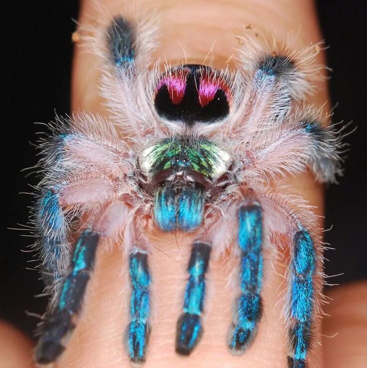 Покажи фото паука птицееда Typhochlaena seladonia - tarantula baby Pet tarantula, Spider species, Spider