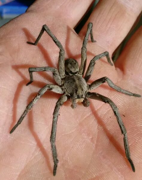 Покажи фото паука волка 10 популярных идей на тему "wolf spider" для вдохновения