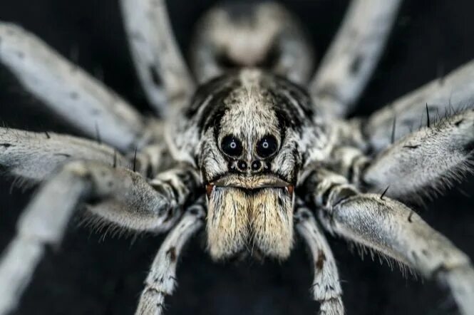 Покажи фото паука волка Wolf Spider Newsdesk Wolf spider, Spider, Insect larvae