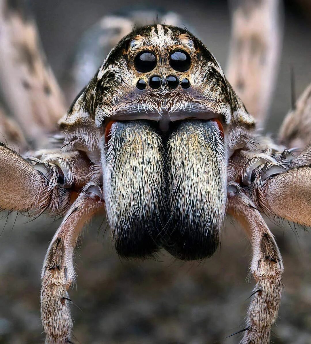 Покажи фото паука волка Wolf Spider - Lycosidae species Central Coast NSW Australia Insectos y Arañas